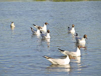 海水中的海鸥白色池塘鸟类蹼状波浪羽毛翅膀漂浮游泳动物图片