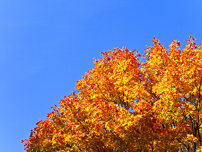 橙色树木叶子森林季节植物植物学天空金子蓝色阳光图片