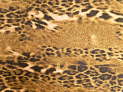 黑豹背景动物棕色织物材料皮肤纺织品野生动物荒野毛皮图片
