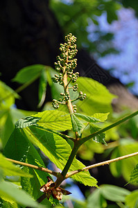 栗子花生长花瓣花园季节伞形树叶植物叶子天空植物学图片