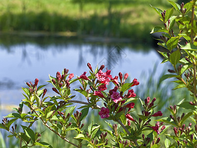 红色的花草本植物粉色反射花瓣绿色植物图片