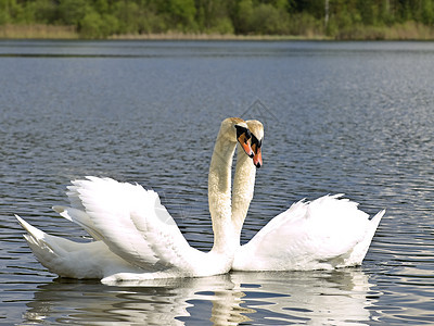 Swan 爱天鹅天鹅羽毛水禽优雅蓝色波纹订婚夫妻游泳脖子图片