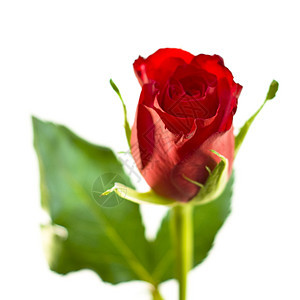 红玫瑰红色浪漫树叶花瓣图片