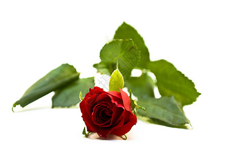 红玫瑰红色花瓣浪漫树叶图片