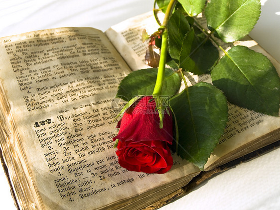 玫瑰婚礼圣经经文花朵红色精神宗教图片