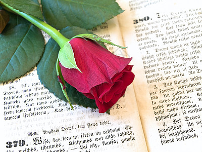 玫瑰圣经经文婚礼花朵精神红色宗教背景图片