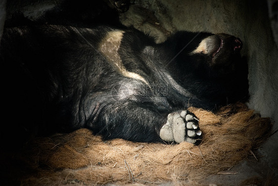 睡着的福摩萨黑熊图片