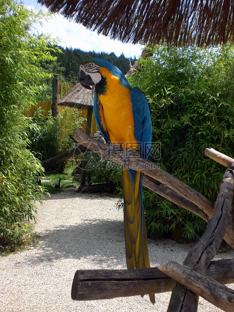 鹦鹉野生动物鸟类橙子蓝色动物气候宠物旅游金刚鹦鹉栖息图片
