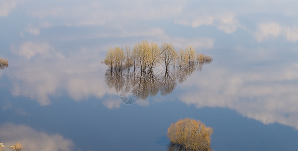 树上有从天而降的水草场景反射森林地平线风景季节土地树木全景蓝色图片