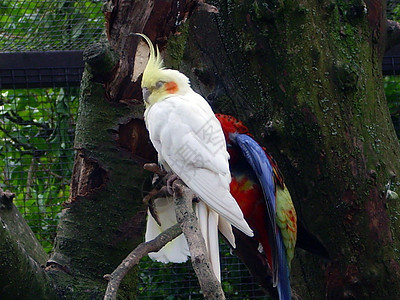 鹦鹉鸟羽毛动物园荒野橙子翅膀金子宠物鸟类野生动物蓝色背景图片