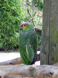 鹦鹉鸟荒野鹦鹉动物雨林羽毛虎皮热带橙子鸟类动物园图片