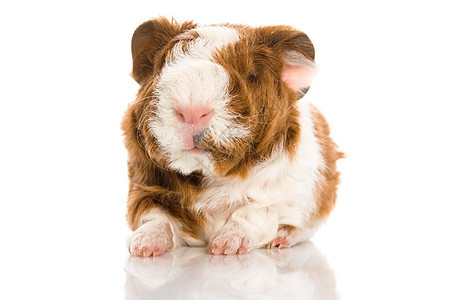 切克塞尔 孤立在白色上棕色反射婴儿宠物沙鼠哺乳动物新生耳朵动物工作室图片