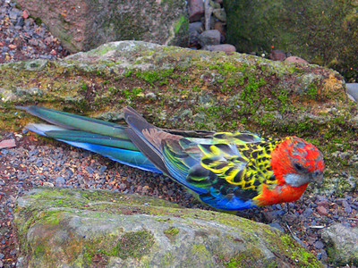 鹦鹉鸟荒野动物园橙子气候羽毛宠物鸟类动物热带金子图片