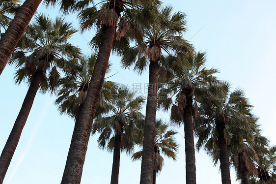 高棕榈树树叶草本植物绿色叶子热带天空团体异国树木情调图片