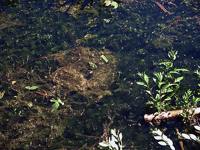 青蛙动物反射团体爬虫季节气候池塘场景芦苇绿色图片