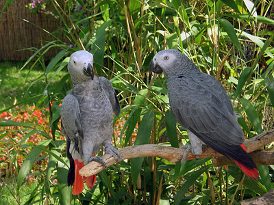 鹦鹉鸟蓝色橙子气候热带动物园鸟类栖息羽毛宠物野生动物图片