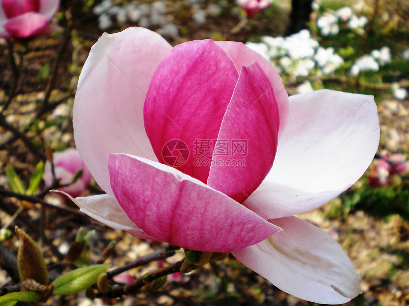 木兰花花朵粉色图片