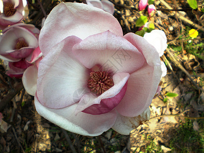 木兰花花粉色图片