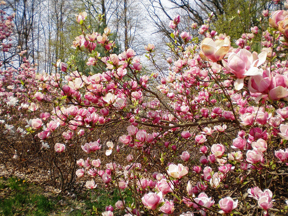 木兰花花花朵粉色图片