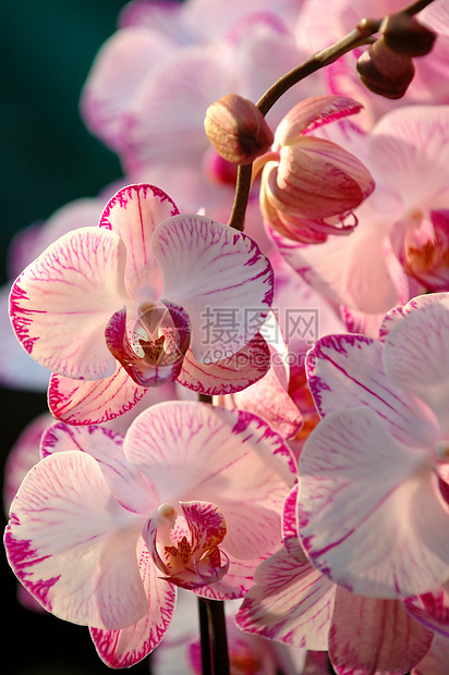 白兰花花园热带花瓣植物生物学花萼条纹荒野雌蕊草本植物图片