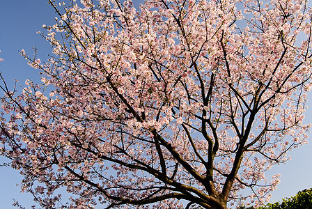 美丽的萨库拉花园花朵叶子农业风景季节蓝色花瓣场景天空图片