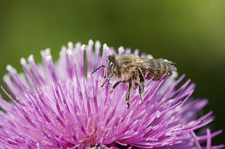 授粉宏观蜡工花粉昆虫养蜂业蜡师野蜂图片