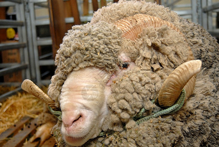 羊群的肖像博览会绵羊冠军领导者竞赛徽章牛角优胜者内存羊毛图片