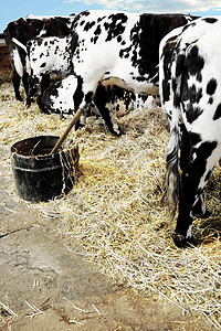 牛在谷仓里牛奶牛肉饲料干草奶制品奶牛青贮白色黑色背景图片