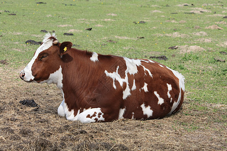 在草原上的白牛和白牛哺乳动物食物奶牛农村眼睛疾病国家牛奶牧场家畜图片