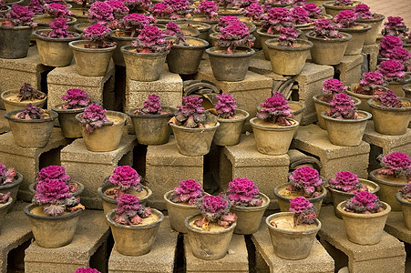 紫色植物植物学叶子季节植物群草本植物花园花瓣园艺农村场地图片