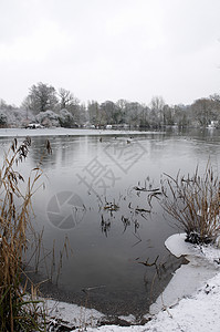 冬季湖池塘季节场地冻结树木天空雪景场景降雪天气图片