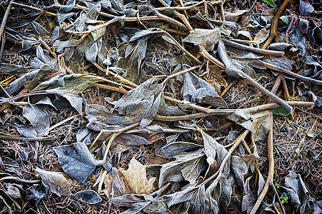 冻叶叶冰点地面树叶图片