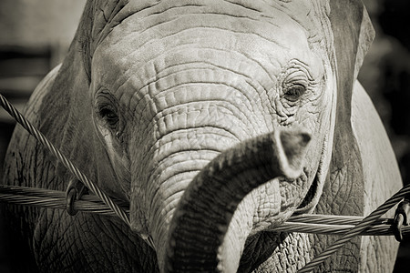 大象婴儿鼻子哺乳动物皮肤树干眼睛动物图片