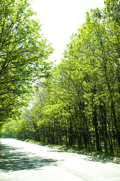 穿过森林晴天路线季节木头风景公园蓝色国家天空树木图片