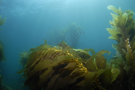 Kelp 背景 3图片