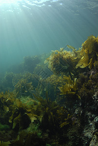 Kelp Rays 背景图片