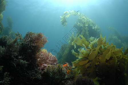 水下世界太阳阳光太阳光线珊瑚海藻林海藻植物学浮潜植物潜水图片