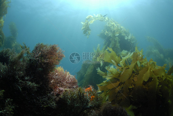 水下世界太阳阳光太阳光线珊瑚海藻林海藻植物学浮潜植物潜水图片