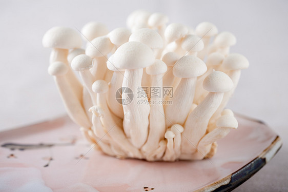 Shimeji蘑菇粉草植物图片