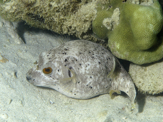 食鱼水平浮潜钓鱼潜水海洋生物动物海洋植物群动物群图片