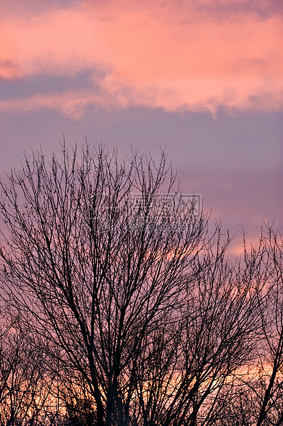 树木分支机构公园日落风景旅行天空紫色树叶荒野树干图片