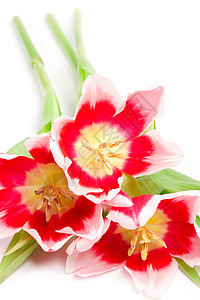 3个粉红色郁金香花束季节植物快乐叶子宏观花园美丽植物学植物群图片