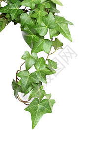 绿色常春藤叶子衬套爬山虎生长元素家庭设计园艺植物背景图片