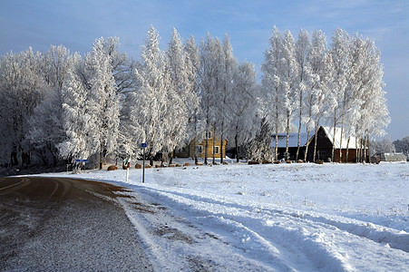 雪中道路中的积雪松树森林天空快乐蓝色白色场景图片