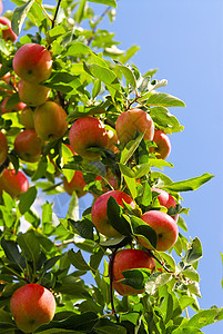 树上的苹果收成树木绿色农业水果园艺树叶采摘果园天空图片