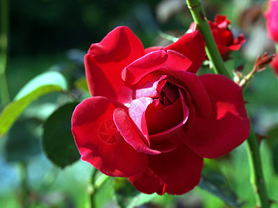 红玫瑰玫瑰植物热情爱情花园背景图片