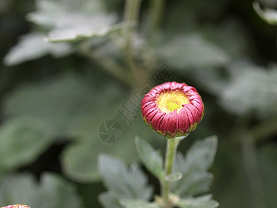 菊花菊科妈妈植物图片