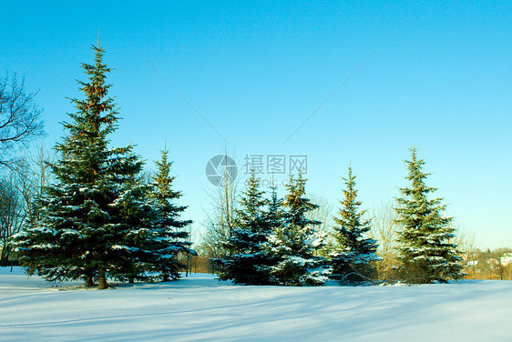 带雪的折木树图片