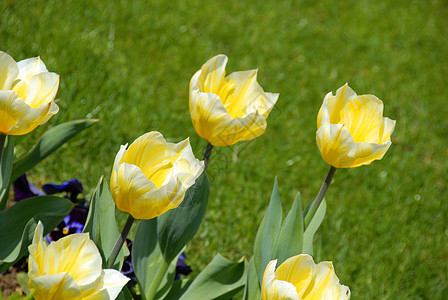 黄色郁金香植物群晴天季节性绿色季节花园公园白色植物花坛图片