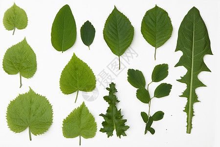 绿叶树木生长叶子植物环境植物群植物学分支机构生活花园图片